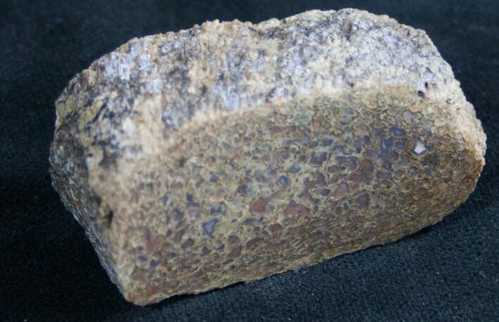 Polished Agatized Dinosaur Bone #7847